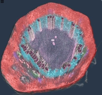 مسح ميكرو-CT لجذع كرمة عنب مُجزَّأ بواسطة SYNAPS-I، يُظهر أوعية الزايلم المائية باللون السماوي والجافة باللون البنفسجي الداكن